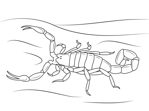 Striped Bark Scorpion Coloring Page